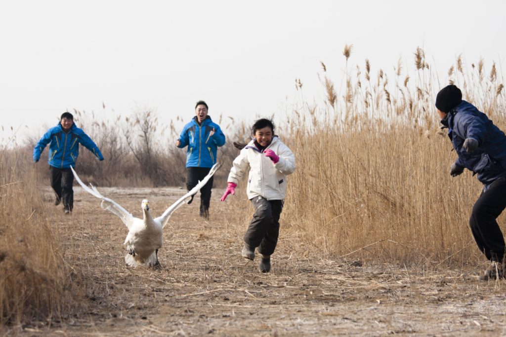 Kuğu / I Swan